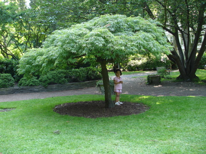 8 June Tree in the Square.jpg